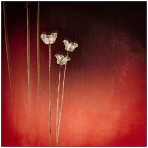 red flowers