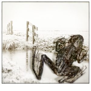 frog II