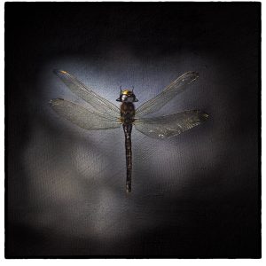 Ordonata