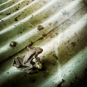 frog III