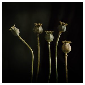 poppy